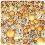 Псилоцибиновые (галлюциногенные)  грибы Psilocybin "Golden Teacher" в Марксе